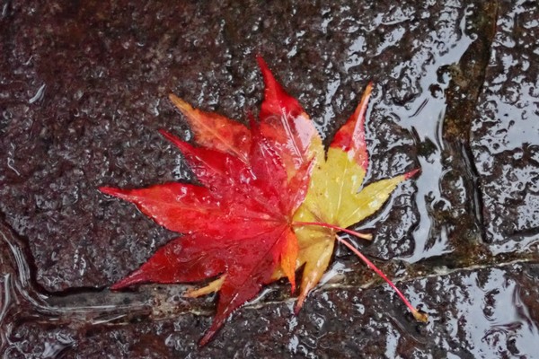 SiSO-LAB☆OLYMPUS TG-5で雨の中紅葉撮影。