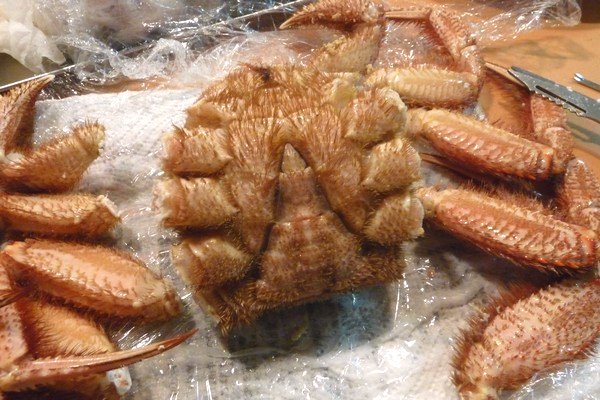 SiSO-LAB☆ふるさと納税、さとるふ、北海道森町、三特毛ガニ650g x2。冷凍毛ガニを食べやすくさばくよ。