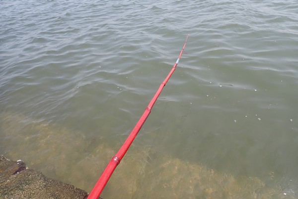 SiSO-LAB☆ダイソー竹釣りざおでハゼ釣り。付属針だと食いつかない。