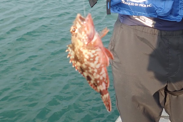 SiSO-LAB☆釣・オキアミでカサゴが釣れたよ。