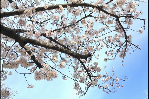 SiSO-LAB☆桜がきれいに咲きました。iPhone＋ProCamera。