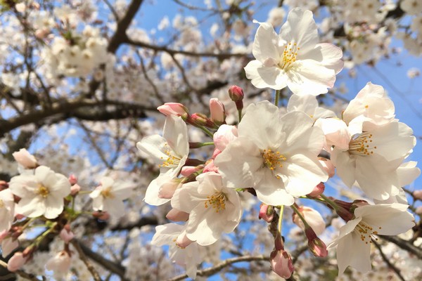 SiSO-LAB☆桜がきれいに咲きました。iPhone＋ProCamera。
