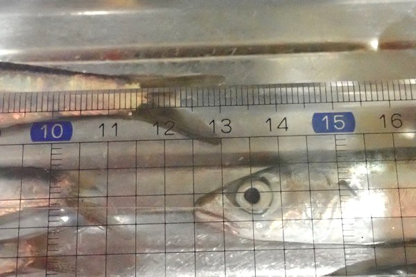 SiSO-LAB☆小さい魚向け内臓の取り方。今回釣れたのは一番大きな魚でイワシ13cm。