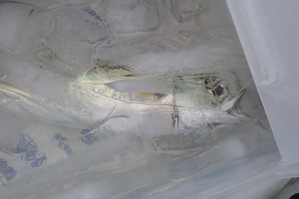 SiSO-LAB☆釣り RISEWAY 白スキンサビキ 3枚組 6号でサバ21cm釣れたよ。寂しく１匹だけ氷水締めされているサバ。
